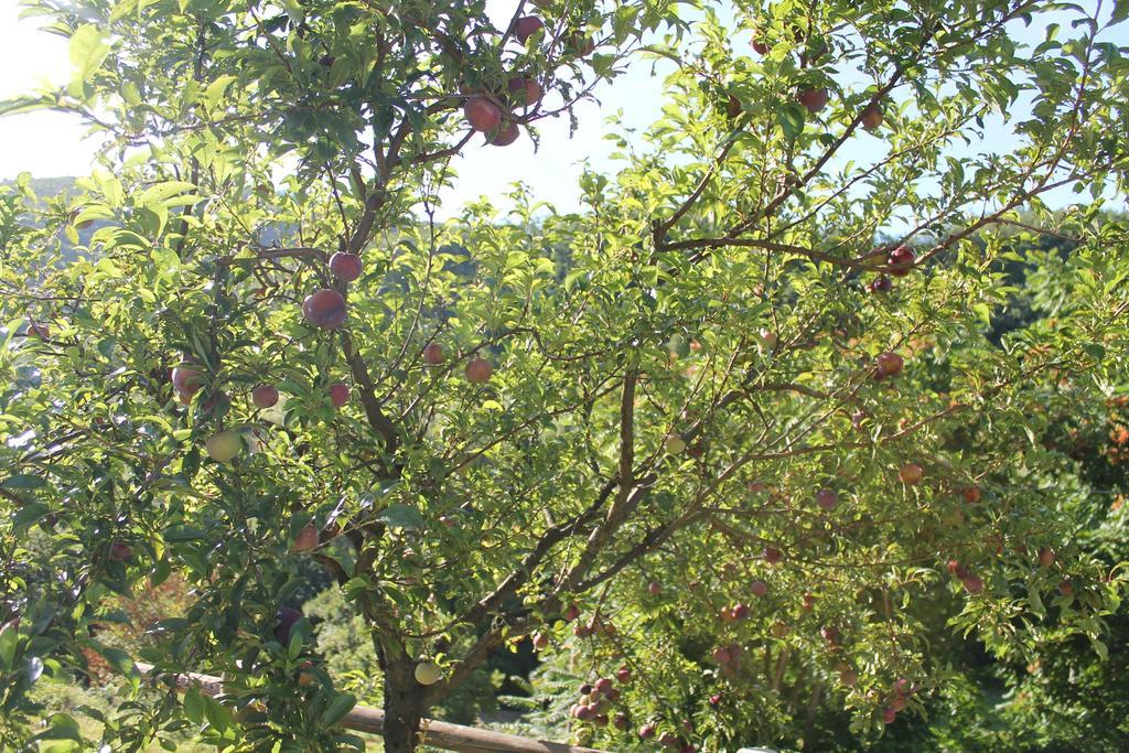 B&B Il Poggetto Serra SantʼAbbondio 外观 照片