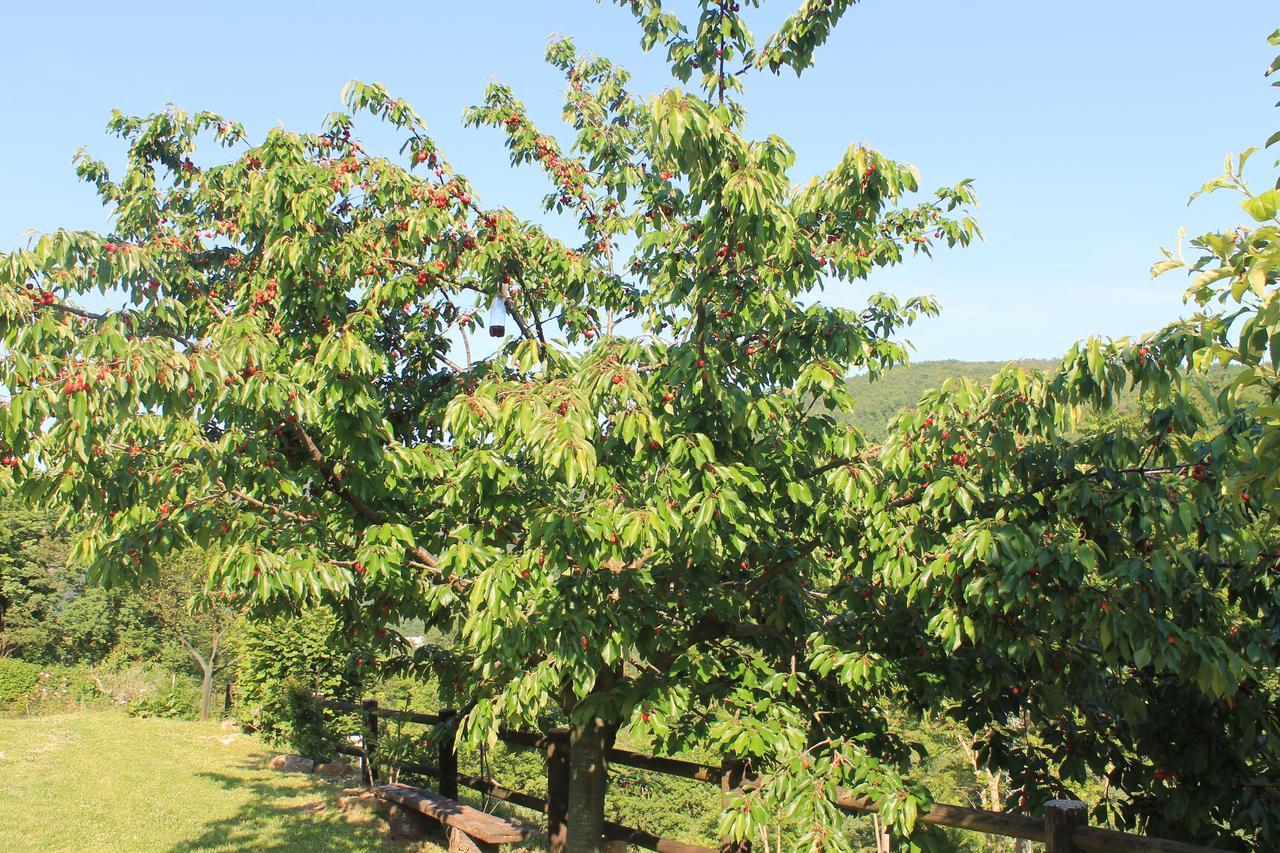 B&B Il Poggetto Serra SantʼAbbondio 外观 照片